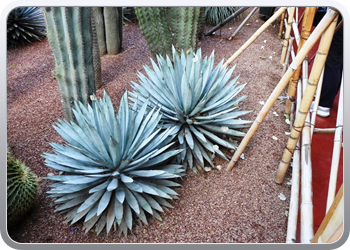 001 Jardin Majorelle (22)