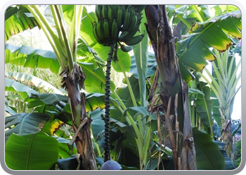 001 Jardin Majorelle (34)