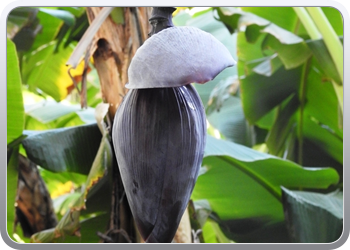 001 Jardin Majorelle (35)