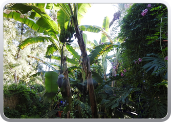 001 Jardin Majorelle (36)