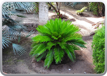 001 Jardin Majorelle (38)