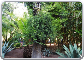 001 Jardin Majorelle (39)