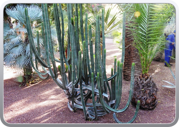 001 Jardin Majorelle (41)