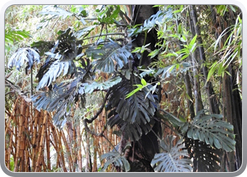 001 Jardin Majorelle (45)