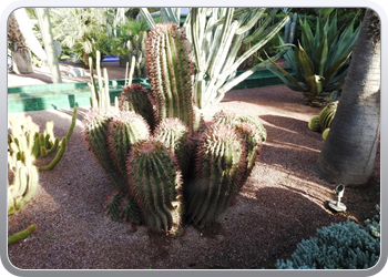 001 Jardin Majorelle (58)