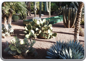 001 Jardin Majorelle (60)