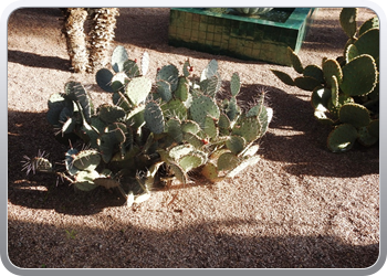 001 Jardin Majorelle (63)