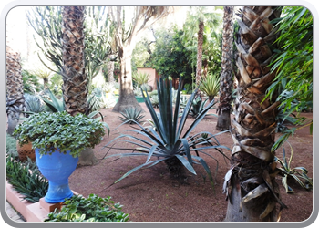 001 Jardin Majorelle (78)