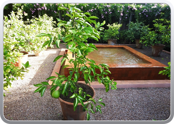 001 Jardin Majorelle (82)