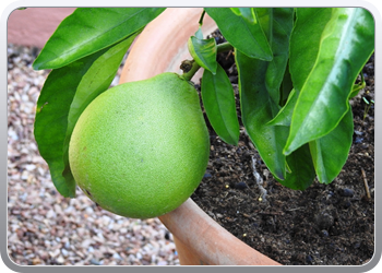 001 Jardin Majorelle (83)