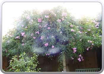 001 Jardin Majorelle (84)