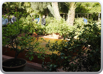 001 Jardin Majorelle (86)