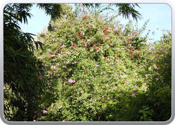 001 Jardin Majorelle (87)