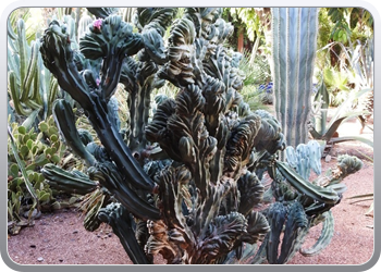 001 Jardin Majorelle (91)