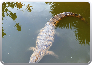 1 crocopark (10)