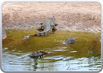 1 crocopark (12)