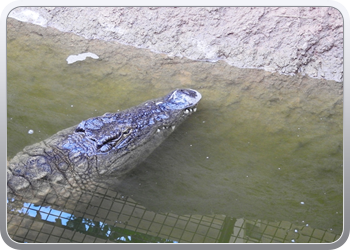 1 crocopark (14)