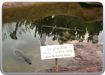 1 crocopark (5)