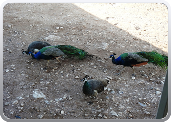 038 Essaouira (15)