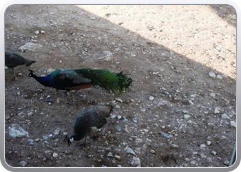 038 Essaouira (16)