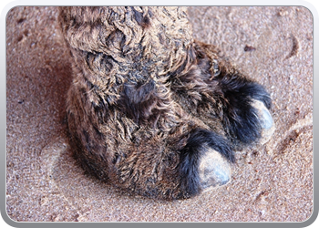 077 Kamelentocht op het strand van Lezgane (37)