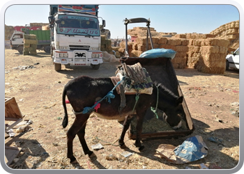 080b Zondagmarkt in Taroudant (22)11