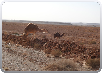 120 De route van Boudnib naar Mengoub (12)