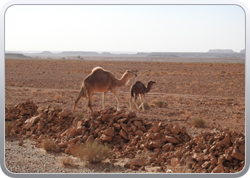 120 De route van Boudnib naar Mengoub (13)