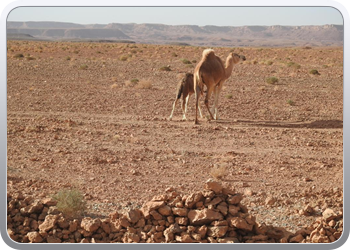 120 De route van Boudnib naar Mengoub (14)