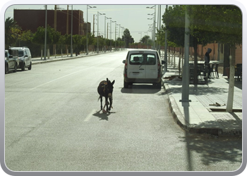 120 De route van Boudnib naar Mengoub (19)