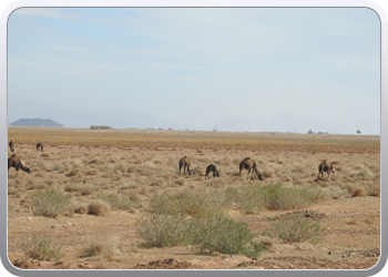 122 De route van Boudnib naar Mengoub (43)