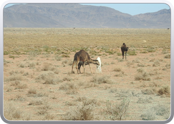 122 De route van Boudnib naar Mengoub (44)