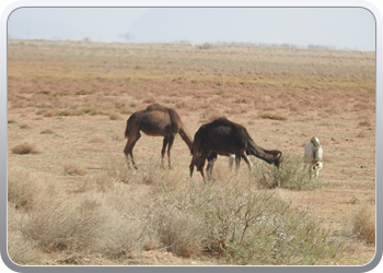 122 De route van Boudnib naar Mengoub (45)