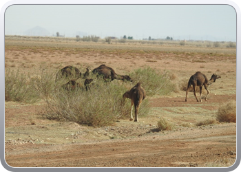 122 De route van Boudnib naar Mengoub (46)