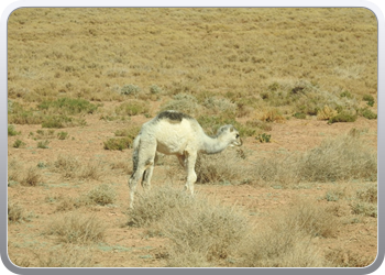 122 De route van Boudnib naar Mengoub (47)