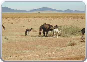 122 De route van Boudnib naar Mengoub (50)