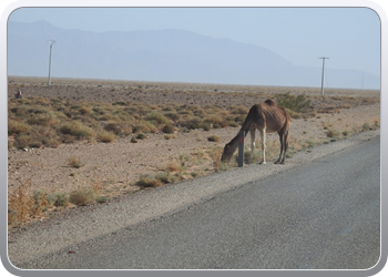 124 Mengoub tot Bouarfa (3)