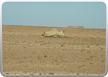 137 De route naar Ain Ben Mathar (10)