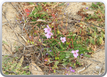 006 Wilde geraniums