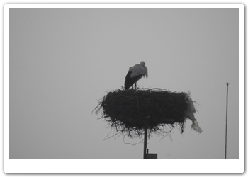 001 Mijn lievelingsvogels zijn ook aanwezig De ooievaars (1)