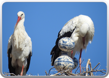 001 Wandeling door Utrera (11)