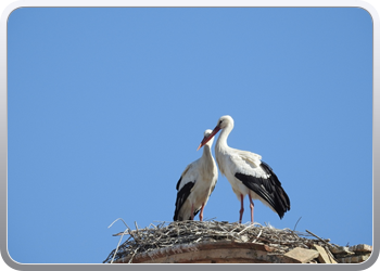 001 Wandeling door Utrera (12)