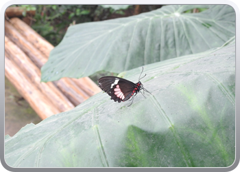 002 Bezoek aan de vlindertuin in Benalmadena (39)