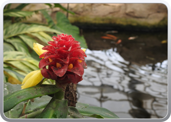 002 Bezoek aan de vlindertuin in Benalmadena (40)