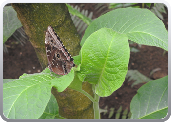 002 Bezoek aan de vlindertuin in Benalmadena (44)