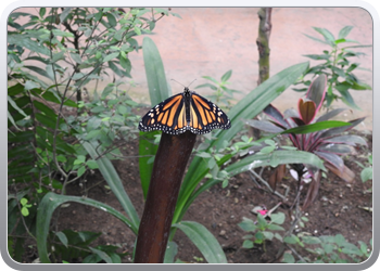 002 Bezoek aan de vlindertuin in Benalmadena (47)