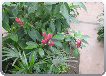 002 Bezoek aan de vlindertuin in Benalmadena (52)