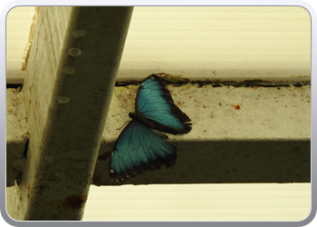 002 Bezoek aan de vlindertuin in Benalmadena (54)