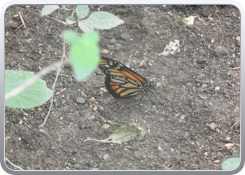 002 Bezoek aan de vlindertuin in Benalmadena (7)