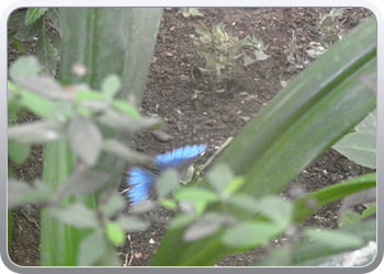 002 Bezoek aan de vlindertuin in Benalmadena (8)